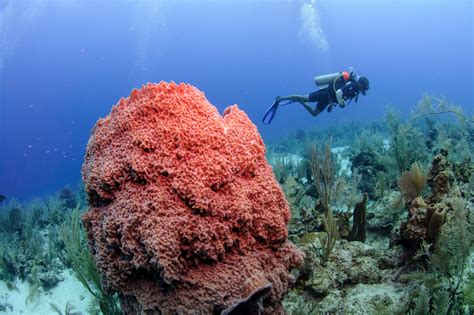 dive tsrip|scuba diving trips to belize.